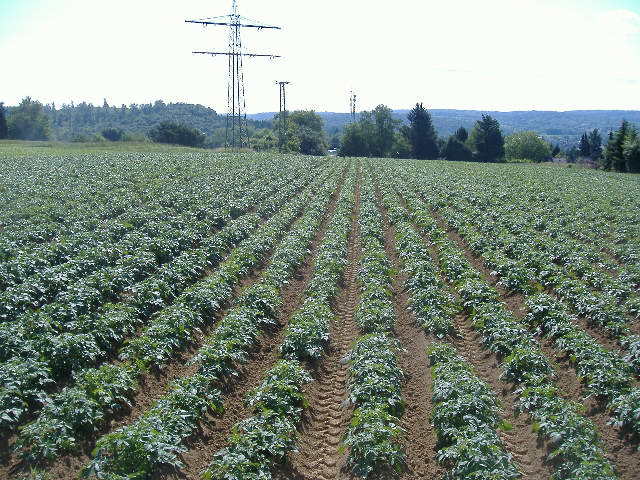 Kartoffelanbau 2014
